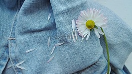 鮮花,夏季,雛菊