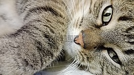 貓,眼睛,視圖
