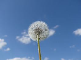 蒲公英,天空