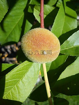 桃,木材,作物