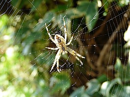 蜘蛛,蜘蛛網(wǎng),節(jié)肢動物