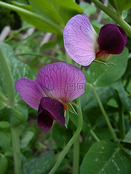 sugarpea,花卉,嫩豌豆豌豆