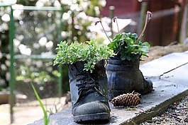 鞋,運(yùn)行,植物