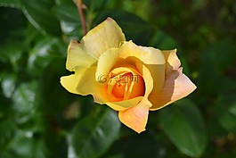 粉色,花,黃玫瑰