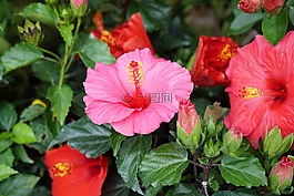 槿,熱帶,hibisceae