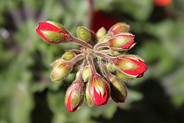 芽,红色,pelargonia