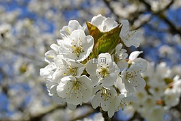 櫻花,性質(zhì),白