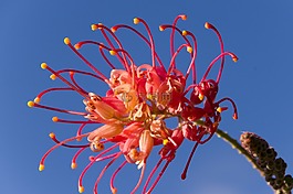 grevillea,花,澳大利亚