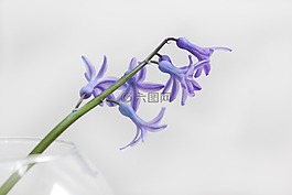 紫色,花,自然