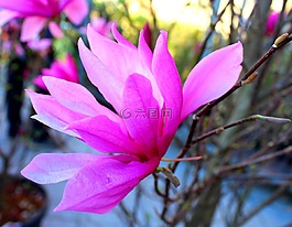 玉蘭,花卉,粉紅色