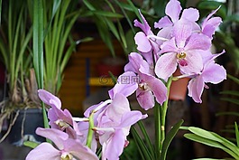 蘭花,熱帶,花的