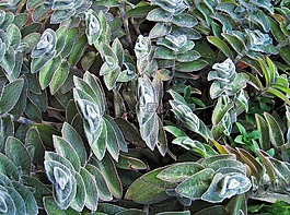 植物,羊耳,光