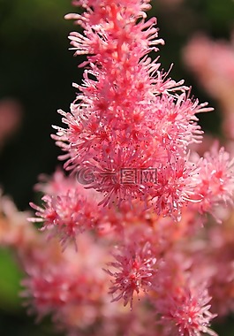 性質(zhì),花卉,植物