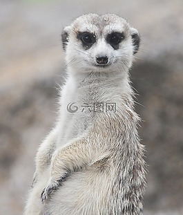 貓鼬,動物,縱向