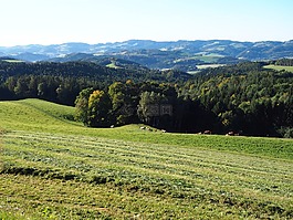 性质,草地,bucklige welt