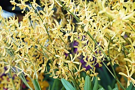 蘭花,熱帶,花的