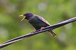 歐椋鳥,明星,鳥