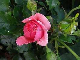 粉紅色,開花,一滴水