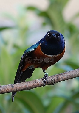 精湛史達琳,歐椋鳥,鳥