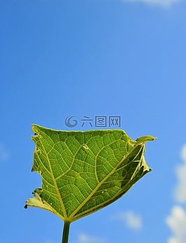 藍(lán)色,葉,光明