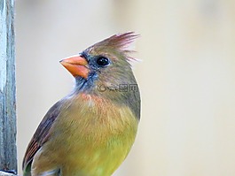 鳥,多彩,關(guān)閉了