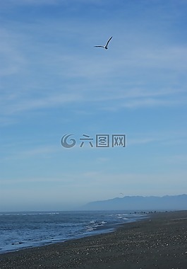 海灘,海鷗,天空