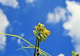 植物,芽,葡萄藤