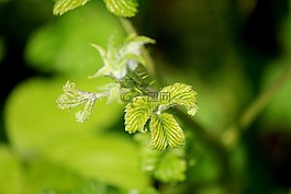 春,葉子,季節(jié)