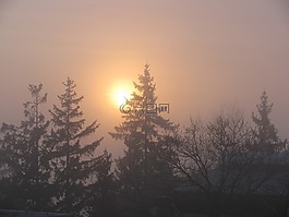 霧,日落,松樹