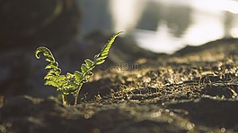 葉子,綠色,植物