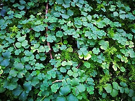 三葉草,植物,幸運(yùn)的魅力