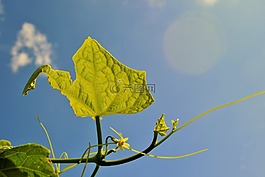 葉,藍色,天空