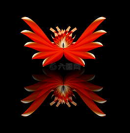 花,蓮花,反射