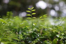年輕的拍攝,增長,斗爭