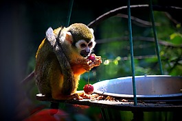 猴子,動(dòng)物園,食品