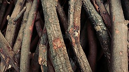 柴,cordwood,樹