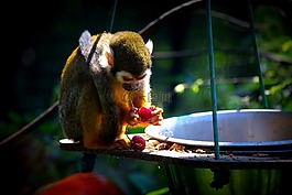 猴子,動(dòng)物園,食品