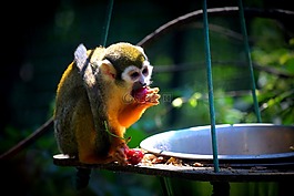 猴子,動(dòng)物園,食品