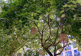 籠,鳥籠,樹