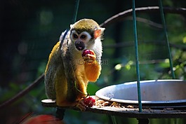 猴子,動(dòng)物園,食品