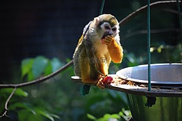 猴子,動(dòng)物園,食品