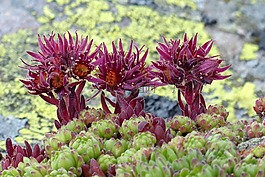 鮮花,高山,山