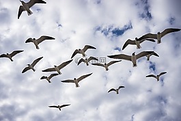 鳥,飛行,海鷗