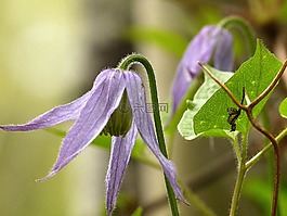 盛開,開花,金