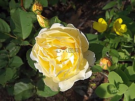 花,玫瑰,黃玫瑰