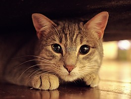只灰色的猫,国内动物,猫的眼睛