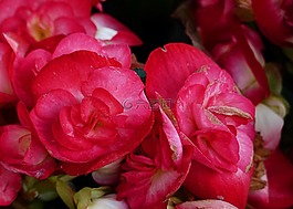 海棠,紅色,花