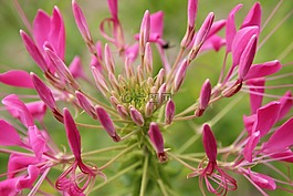 蜘蛛花,花,開花