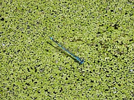 enallagama cyathigerum,蓝蜻蜓,池塘