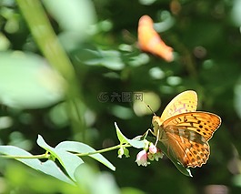 蝴蝶,昆蟲(chóng)